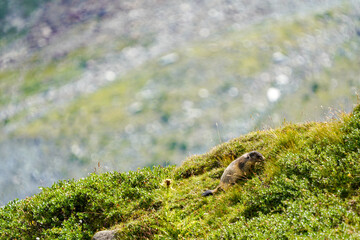 Alpine Marmot in Saas-Fee Mountain Meadow