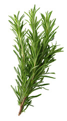 Fototapeta premium Fresh rosemary sprigs, vibrant green