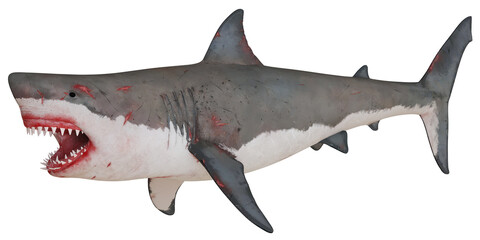 Realistic model of a great white shark in dynamic pose.