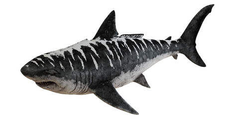 Realistic illustration of a great white shark.