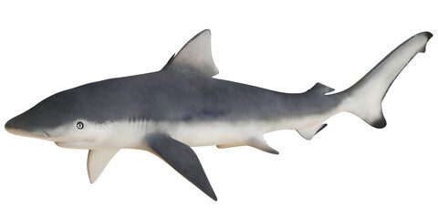 Fototapeta premium Graceful shark swimming in open waters