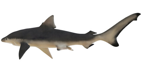 Fototapeta premium Realistic render of a sleek blacktip reef shark.