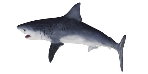 Great white shark swimming in open water