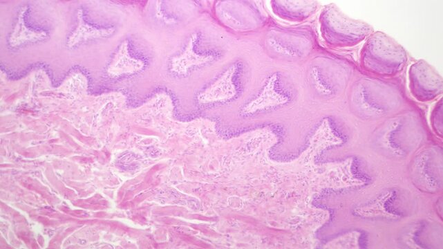 Histology Microscope Video of Mammal Tongue Longitudinal Section (Dog, 100x)