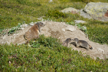 Alpine Marmot with Young in Mountain Meadow