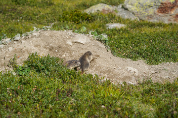 Alpine Marmot with Young in Mountain Meadow