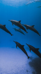 Pod of Dolphins Swimming in Sunlit Blue Ocean