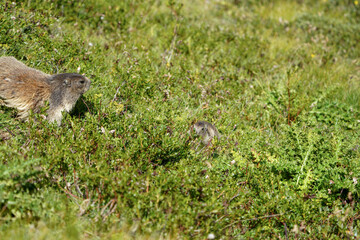 Alpine Marmots in Valais, Saas-Fee