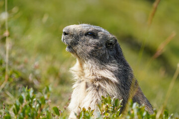 Close-Up of an Alpine Marmot in its Natural Habitat