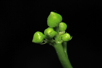 Dionaea muscipula flytrap plant seed	