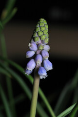 Garden grape-hyacinth flower macro photo	