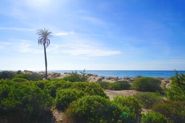 palm and dunes near a golf course near Marbella at the Playa los Monteros, view to the mountains of...