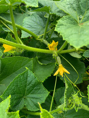 green cucumber in the garden