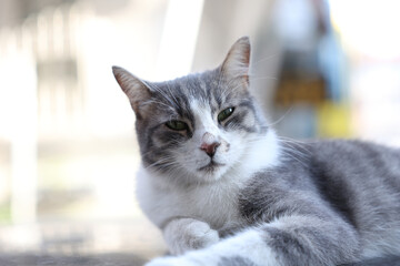 Cat portrait photo on street. Close-up portrait of a domestic cat with sharp focus on the eyes and soft fur texture.