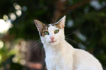 Cat portrait photo on street. Close-up portrait of a domestic cat with sharp focus on the eyes and soft fur texture.