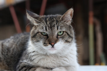 Cat portrait photo on street. Close-up portrait of a domestic cat with sharp focus on the eyes and...