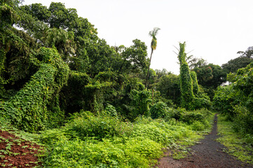 Wide shot of lush green vines, climbers, and creepers bushes shaped like animals along a narrow...