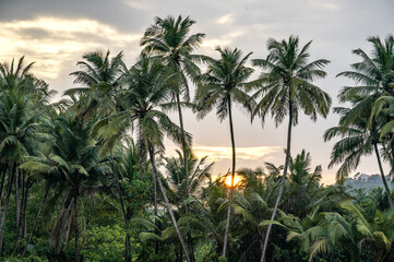 Fototapeta premium A close up sunset view in Verna countryside, South Goa, during monsoon, framed through palm trees with grey clouds in the sky, a warm yellow gradient, and the glowing sun setting on the horizon.