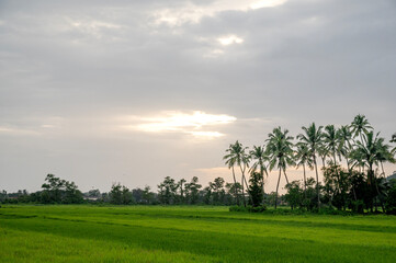 A shot of light and dark green meadow in South Goa, India, with palm trees and other trees in...