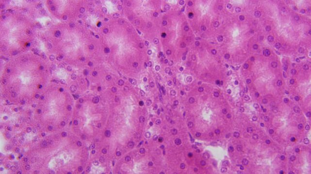 Histology Microscope Video of Mammal Cuboidal Epithelium in Kidney Medulla Tubules (Mouse, 400x)