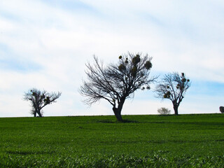 Obraz premium Three leafless trees with mistletoe growing on their branches, standing in a green wheat field under a cloudy blue sky. Rural agricultural spring landscape.