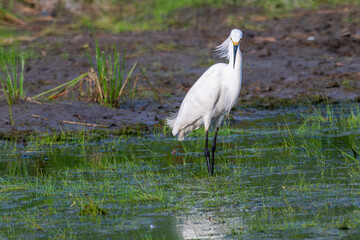 Snowy egret standing in a shallow pond, the wind ruffling its feathers.