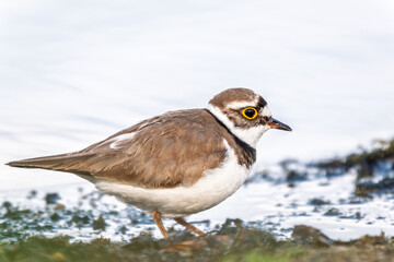 Little ringed plover (Charadrius dubius), bird standing on the lake shore