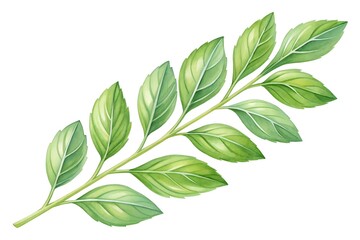 Vibrant watercolor illustration of a fresh green leafy branch with delicate veins on a white background