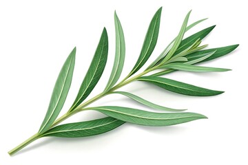 Fototapeta premium A single green sprig with long slender leaves on a pure white background isolated