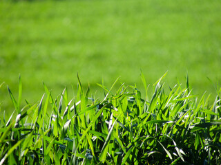 Close-up of young green wheat leaves in sunlight, with a blurred background, symbolizing agriculture, growth, and natural farming.