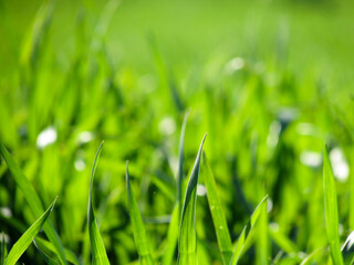 Close-up of young green wheat leaves in sunlight, with a blurred background, symbolizing agriculture, growth, and natural farming.