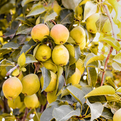 Natural pears grown in the garden without the use of chemicals, hanging on the bushes before autumn, 100% natural pears