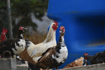 Galo, Gallus gallus domesticus