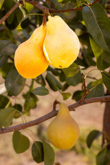 Natural pears grown in the garden without the use of chemicals, hanging on the bushes before autumn, 100% natural pears