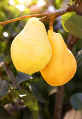 Natural pears grown in the garden without the use of chemicals, hanging on the bushes before autumn, 100% natural pears
