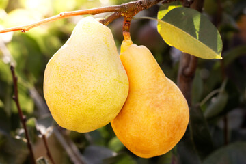 Natural pears grown in the garden without the use of chemicals, hanging on the bushes before...