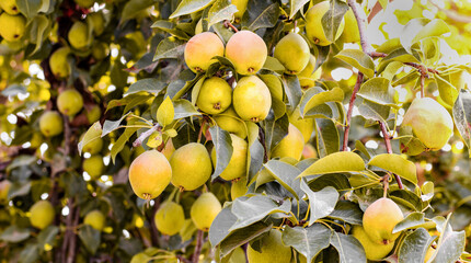 Natural pears grown in the garden without the use of chemicals, hanging on the bushes before autumn, 100% natural pears