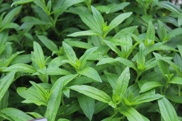 Obraz premium Soapwort (Saponaria officinalis L.) is a spontaneous perennial plant of the Caryophyllaceae family