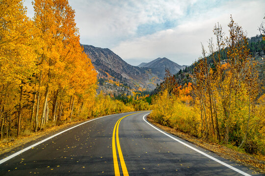 Scenic autumn landscape on South Lake Road near Bishop, California, with golden fall foliage lining the curved mountain road under a dramatic sky. - Powered by Adobe