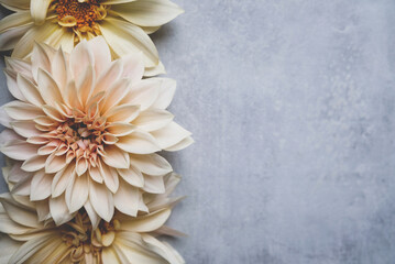 Beautiful fresh cream Cafe au Lait dahlia flowers in full bloom on gray background, top down view. Fall blossoms. Copy space for text.
