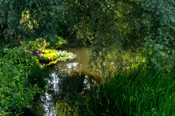 A peaceful pond reflecting trees and vegetation on a sunny summer day.