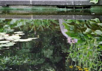 Pflanzen spiegeln sich im Teich in Planten un Blomen