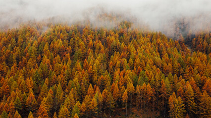 Beautiful mountain landscape in fall with colorful coniferous trees and white fog, aerial view....