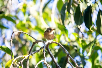 Small South American bird known as the wren, corruira or curruíra Troglodytes musculus in selective focus in natural environment