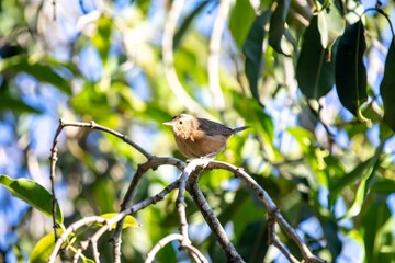 Small South American bird known as the wren, corruira or curruíra Troglodytes musculus in selective focus in natural environment