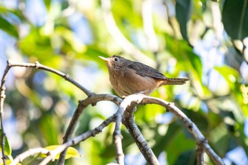 Small South American bird known as the wren, corruira or curruíra Troglodytes musculus in selective focus in natural environment