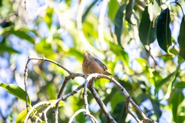 Small South American bird known as the wren, corruira or curruíra Troglodytes musculus in selective focus in natural environment