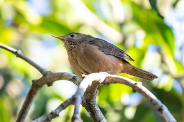 Small South American bird known as the wren, corruira or curruíra Troglodytes musculus in selective focus in natural environment