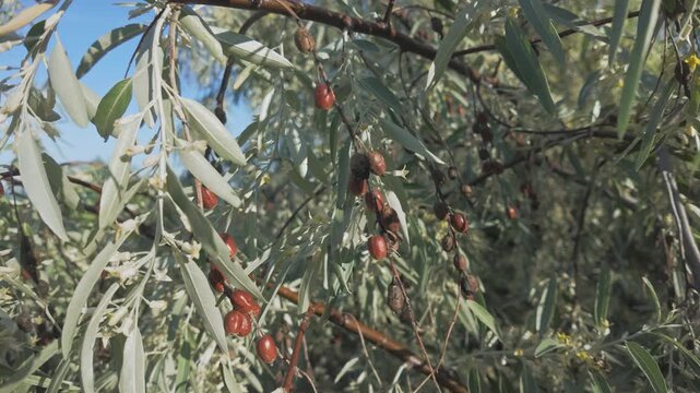 Blooming Silverberry or Oleaster tree, branches covered with small flowers, leaves and last year's fruits swaying in the wind