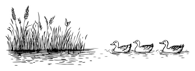 ducks swimming – outline waterfowl family sketch